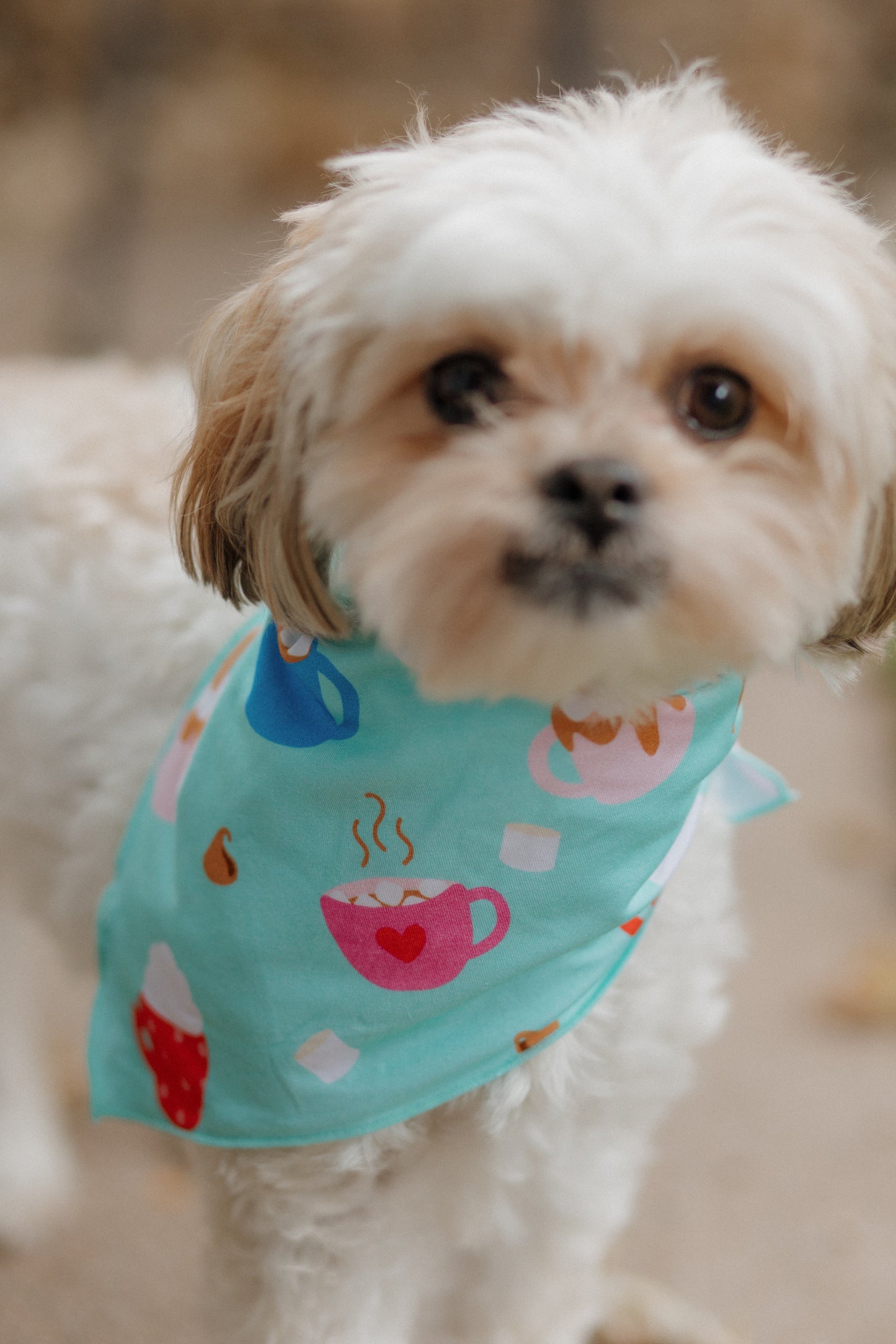 Cuppa Cozy Dog Bandana