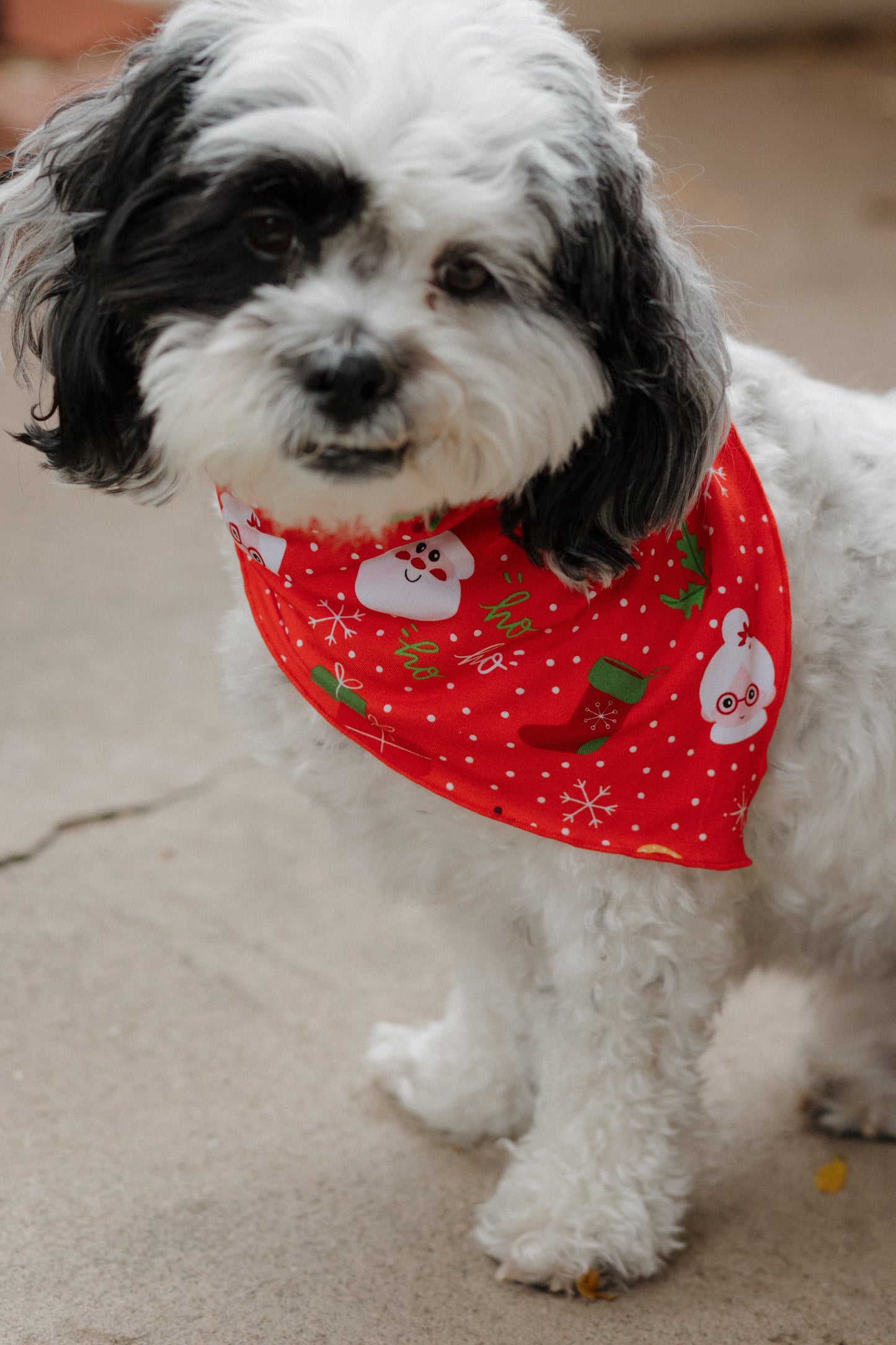 Christmas Morning Dog Bandana